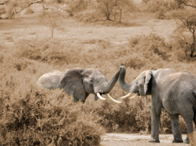 Olifanten metafoor samenwerken