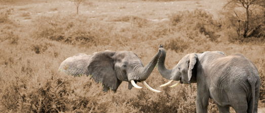 Olifanten metafoor samenwerken