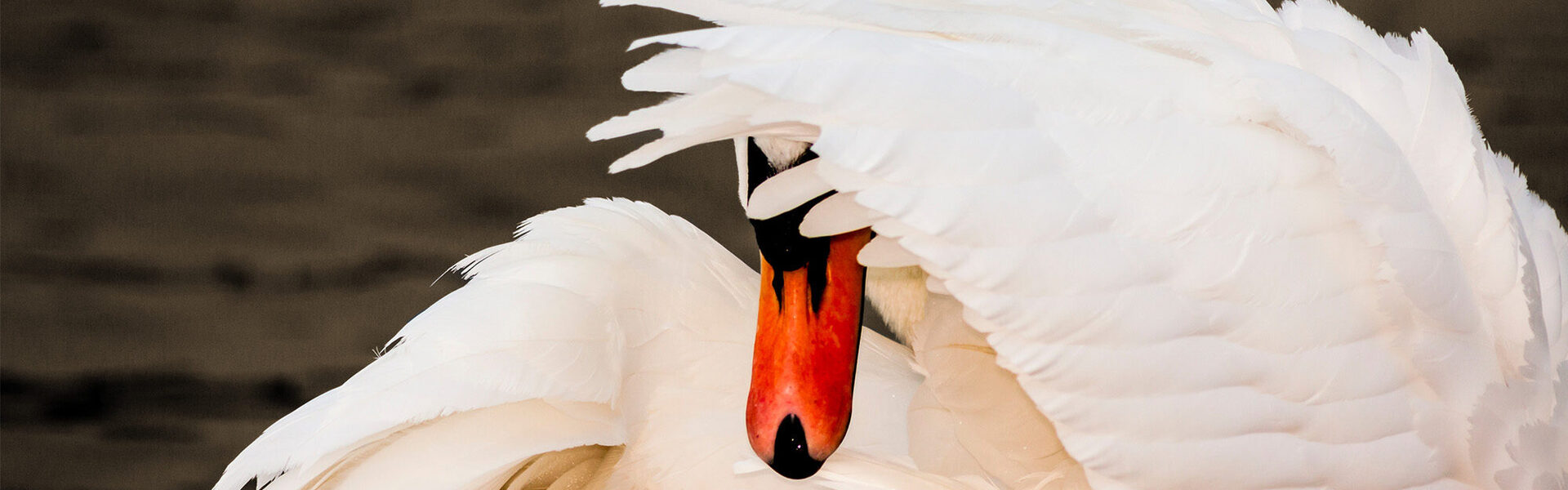 Weigeren mediation - metafoor