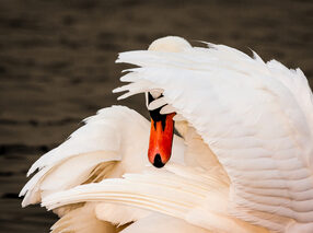 Weigeren mediation - metafoor