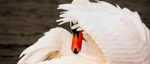 Weigeren mediation - metafoor