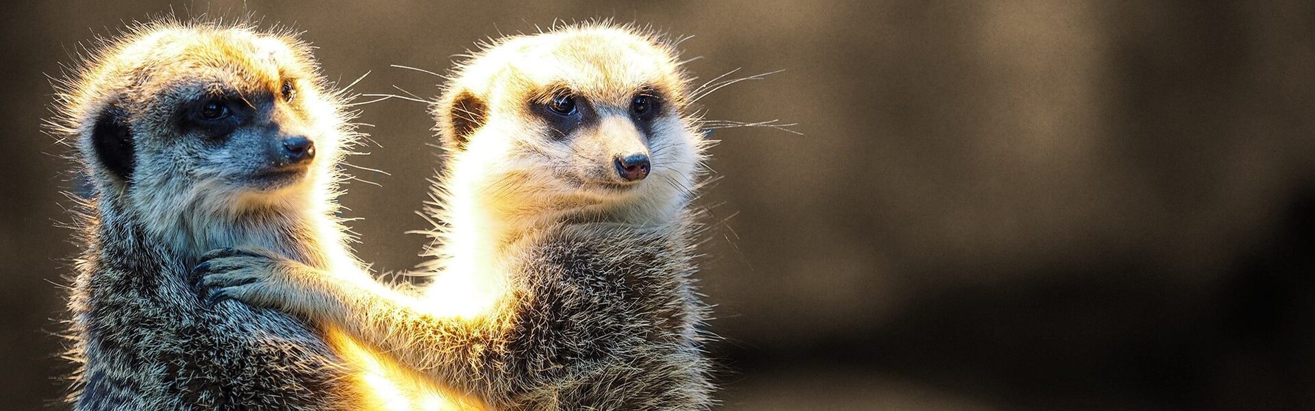 Conflict met collega - naar de keel grijpen metafoor