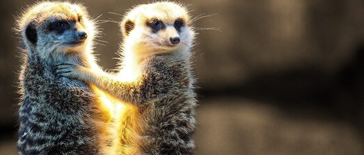 Conflict met collega - naar de keel grijpen metafoor