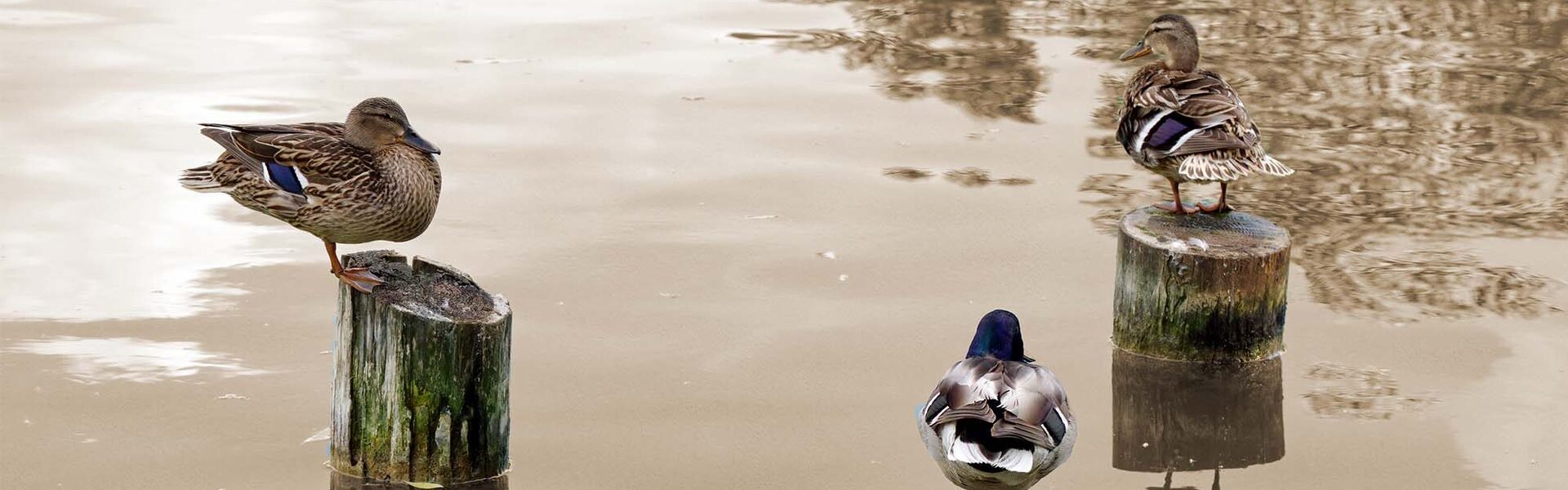 Inspiratiebeeld mediator als gesprekscoach