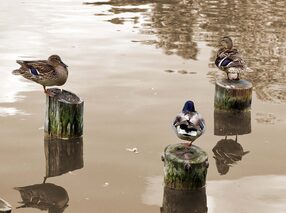 Inspiratiebeeld mediator als gesprekscoach