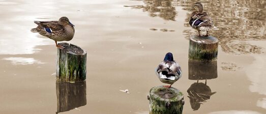 Inspiratiebeeld mediator als gesprekscoach